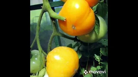 Высота томата хурма