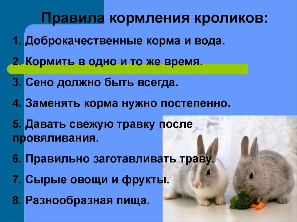 Чем можно кормить домашних кроликов. Кормление кроликов. Чем кормить кроликов. Чем кормить крольчат. Время кормления кроликов.