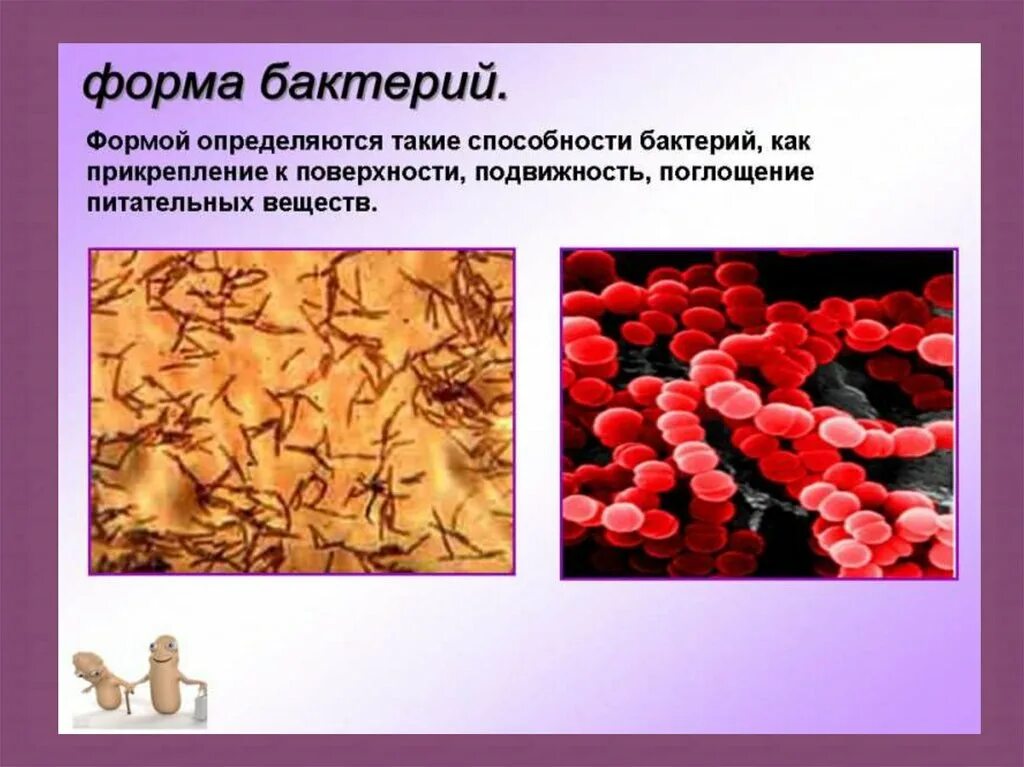 Бактерии сообщение кратко. Бактерии презентация. Грибы и бактерии презентация тема. Сообщение по биологии про бактерии. Грибы микроорганизмы.