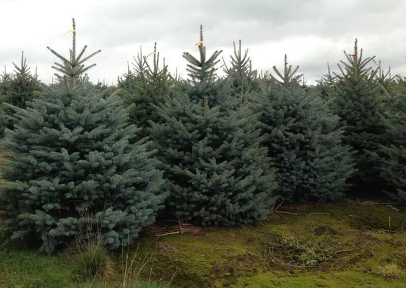 Ель колючая блю тринкет. Ель колючая блю маунтин. Ель голубая экстра. Голубая ель айдахо. Кремлевская ель голубая наряженнная.