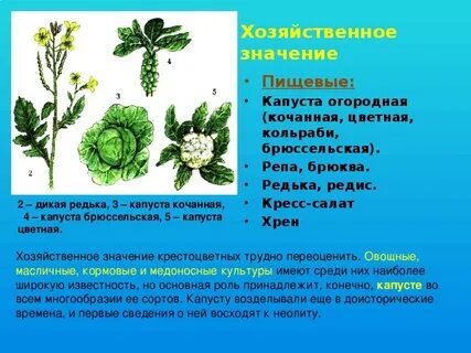 Значение крестоцветных культурных растений в жизни человека