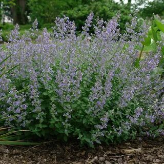 Nepeta racemosa felix