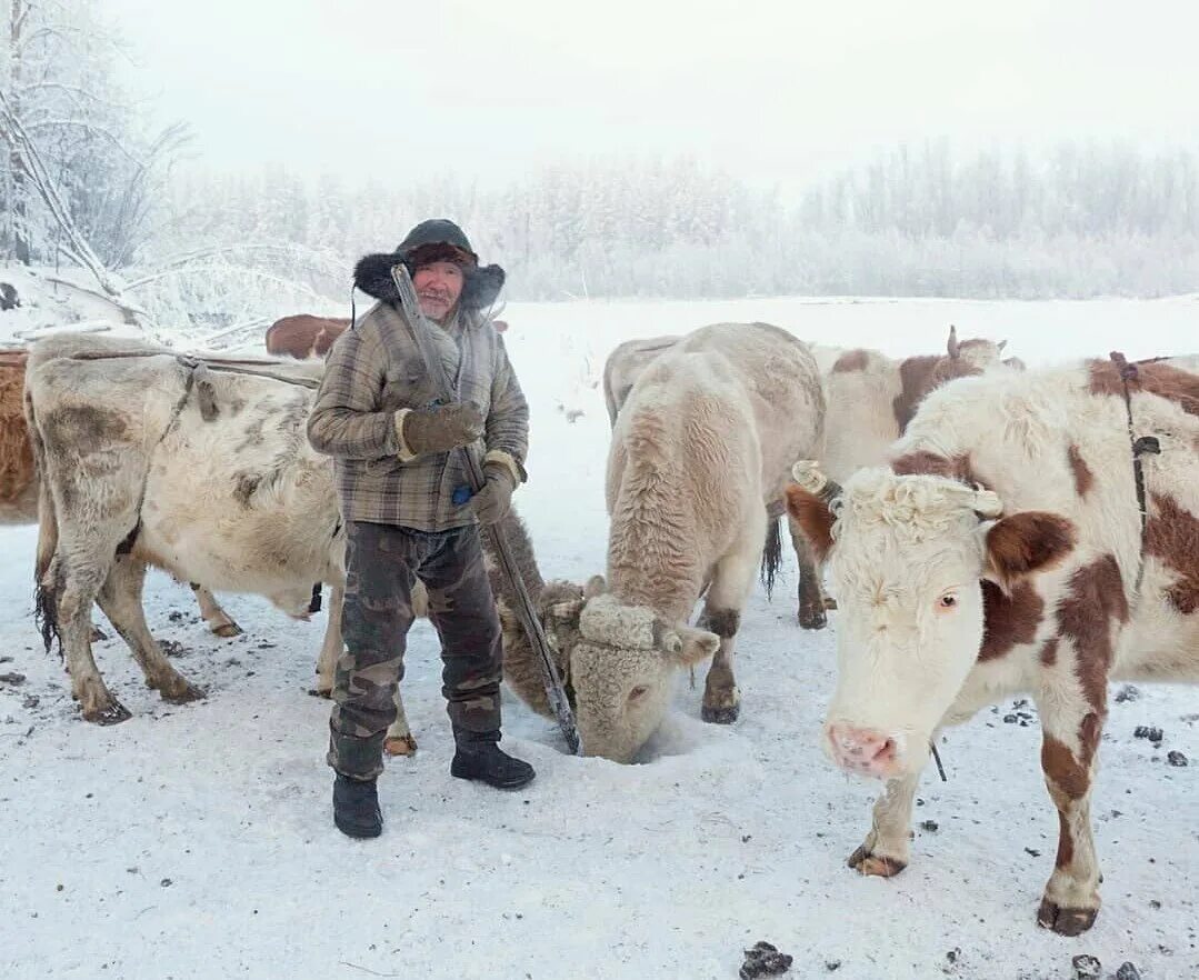 Молока якутия. Якутская Аборигенная корова. Якутская КРС. Якутская карликовая корова. Якутская порода коров.