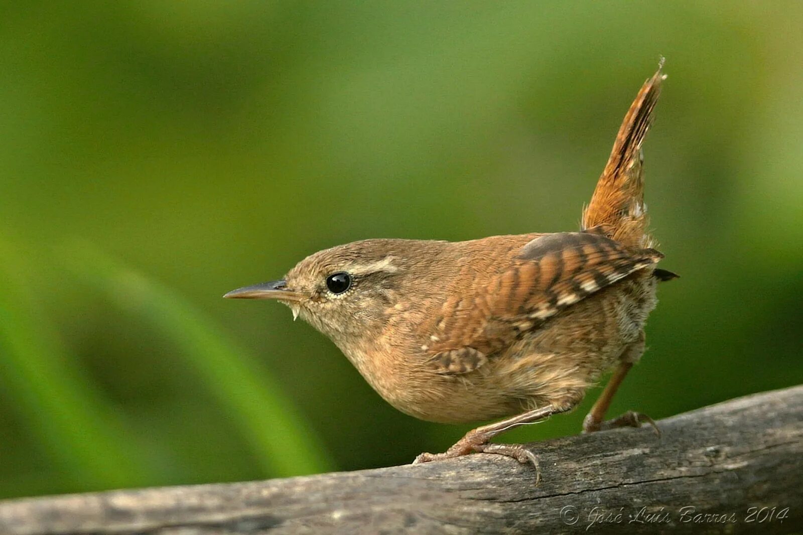 Common animal. Крапивник Бьюика. Коричневая птица. Маленькая коричневая птичка. Птица похожая на воробья с длинным клювом.