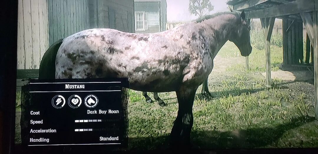 Red dead redemption 2 дикий мустанг. Тигровый мустанг. Тигровый мустанг. Rdr 2 тигр. Тигровый мустанг.