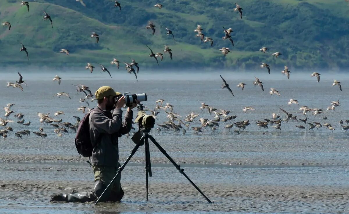 Наблюдение за животными какая наука. Бёрдвотчинг на Камчатке. Птицы Камчатки. Наблюдение за птицами. Полевые наблюдения за птицами.