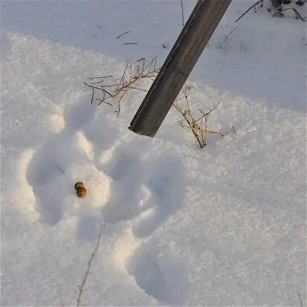 Помет зайцев фото. Экскременты зайца беляка. Помет зайца зимой на снегу.