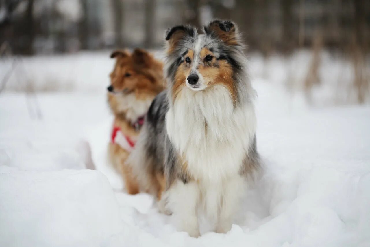 Сибфорум шелти. Колли шелти. Сибфорум шелти. Шелти собака рыжая. Моно шелти 30 января 2023 сибфорум.