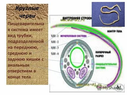 Круглые черви пищеварительная система