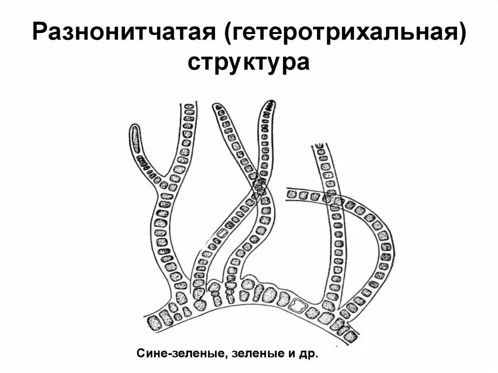 Порядок Харовые водоросли (Charales) Биология. Строение, питание, характеристика