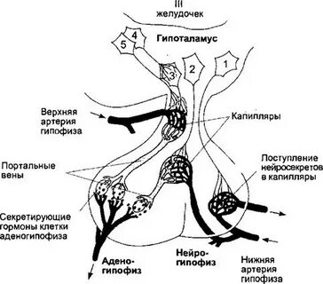 Паравентрикулярное ядро гипоталамуса