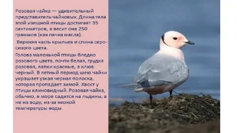 Какое количество чаек может прокормиться на акватории