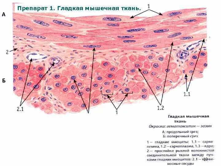 Расположение клеток гладкомышечной ткани Ткани животных. Виды