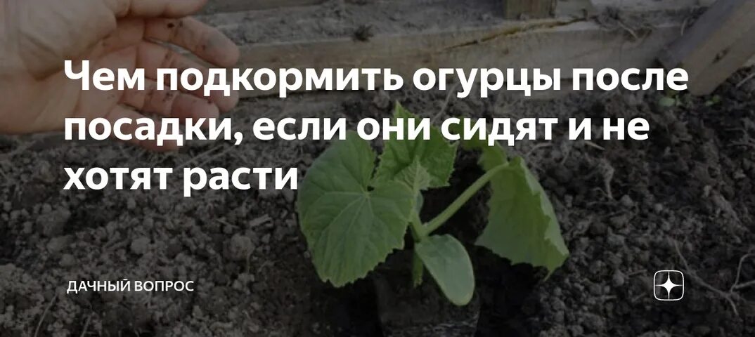 Подкормка огурцов после высадки. Подкормка огурцов после высадки в грунт. Подкормка рассады огурцов после высадки. Подкормка огурцов в теплице после высадки. Чем подкормить рассаду огурцов после