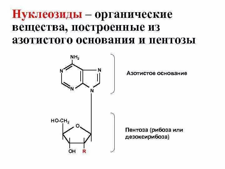 Органическими основаниями являются. Органические азотистые соединения. Гидролиз нуклеозидов. Строение азотистых оснований. Роль нуклеозидов.