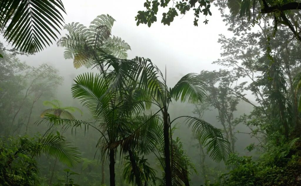 Пенья дождя. Тропические дождевые леса Африка. Муссонные леса Южной Америки. Тропический муссонный климат. Влажный экваториальный лес климат.