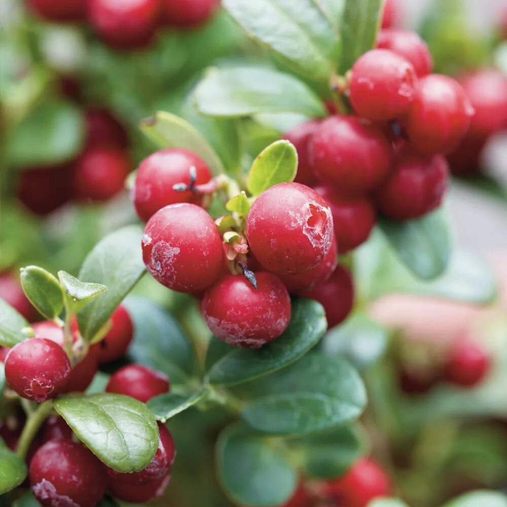 Брусника Мисс черри. Брусника (Lingonberry) в ландшафте. Брусника ягода. Ягода Lingonberry.