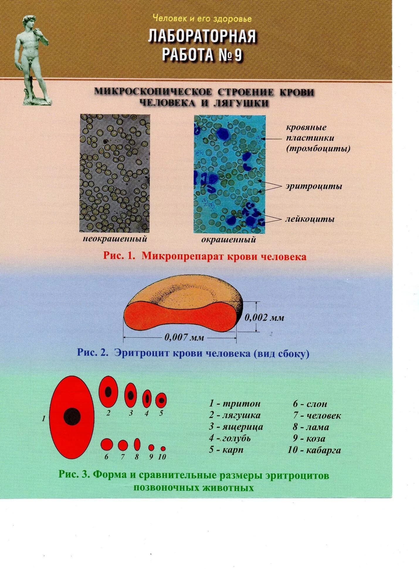 Исследование крови лягушки какая биологическая наука. Изучение микроскопического строения крови. Лабораторная работа микроскопическое строение крови. Лабораторная работа кровь человека. Микроскопическое строение крови человека лабораторная работа.