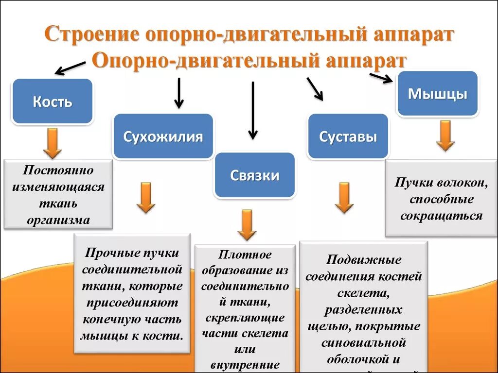 Его структуры особенностей развития и