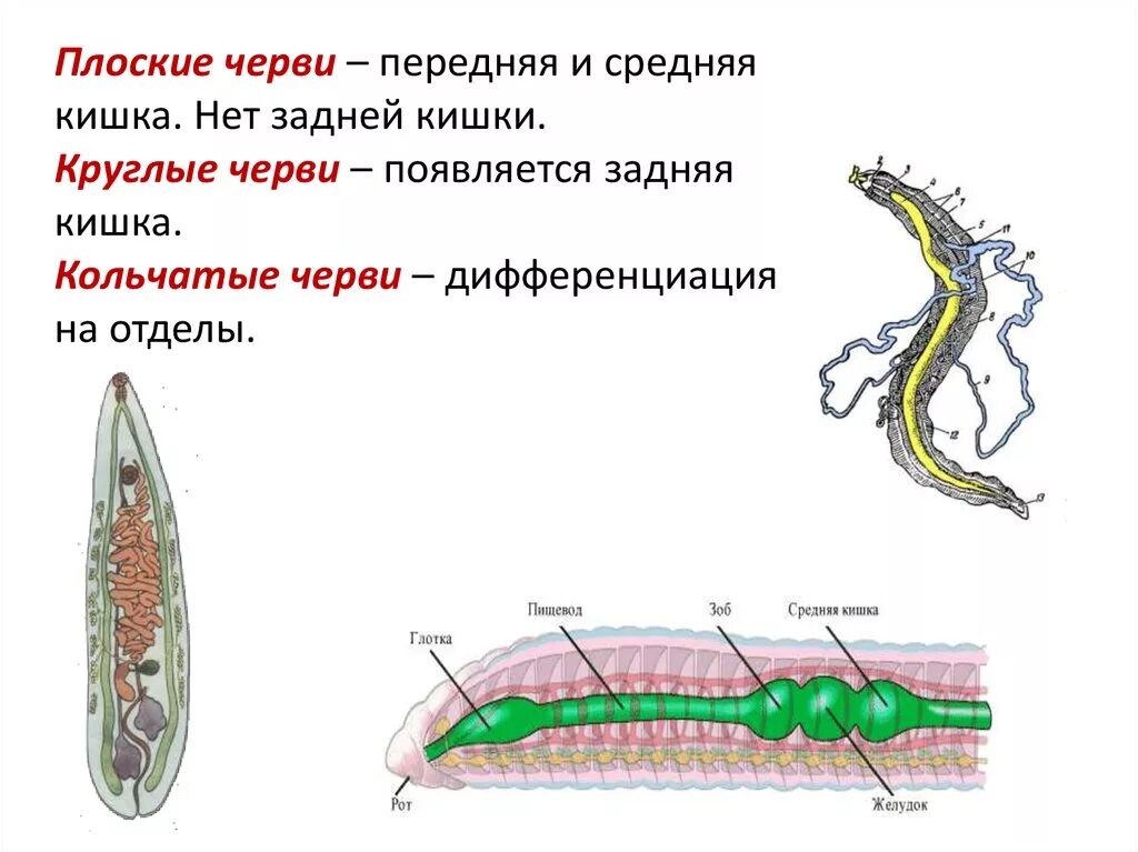 Плоские черви круглые черви кольчатые. Пищеварительная система плоских червей кольчатые черви. Пищеварительная система плоских круглых и кольчатых червей. Отделы кишечника кольчатых червей.