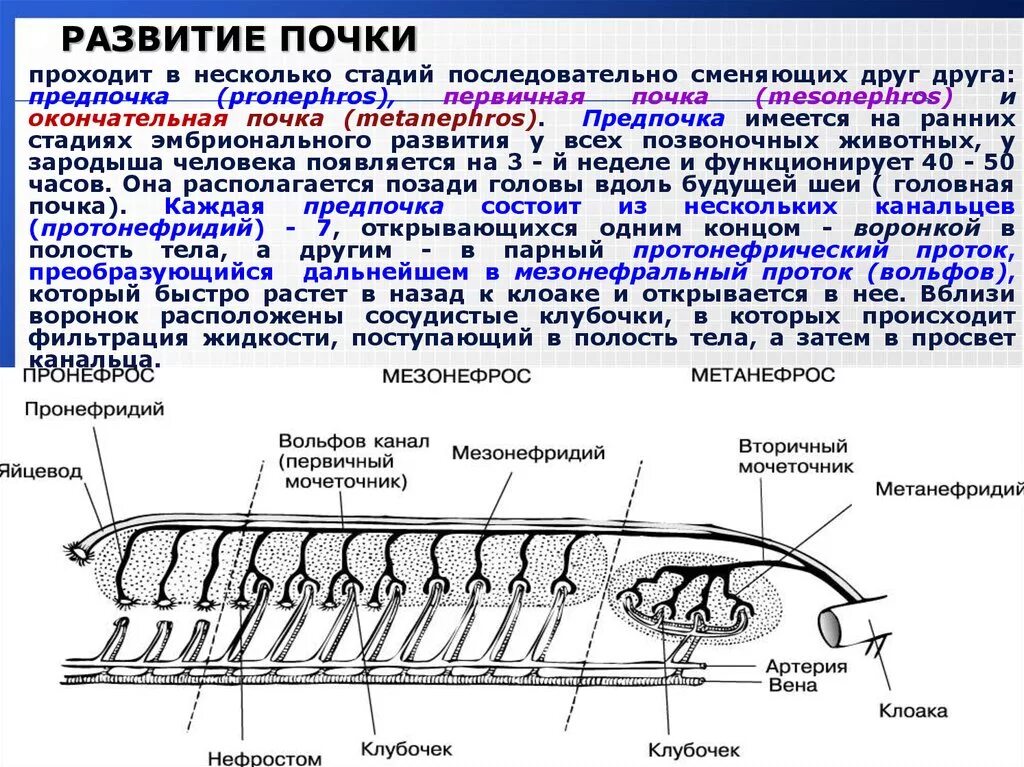 Процесс выделения состоит из двух последовательных этапов