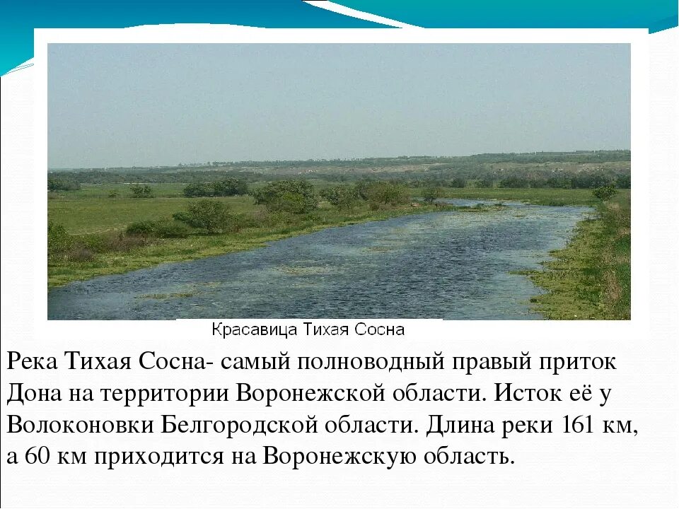 Температура воды в реке дон. Исток реки Тихая сосна Белгородской области. Река Тихая сосна Белгородской области описание. Река Тихая сосна Воронежская область на карте. Притоки реки Дон в Воронежской области.