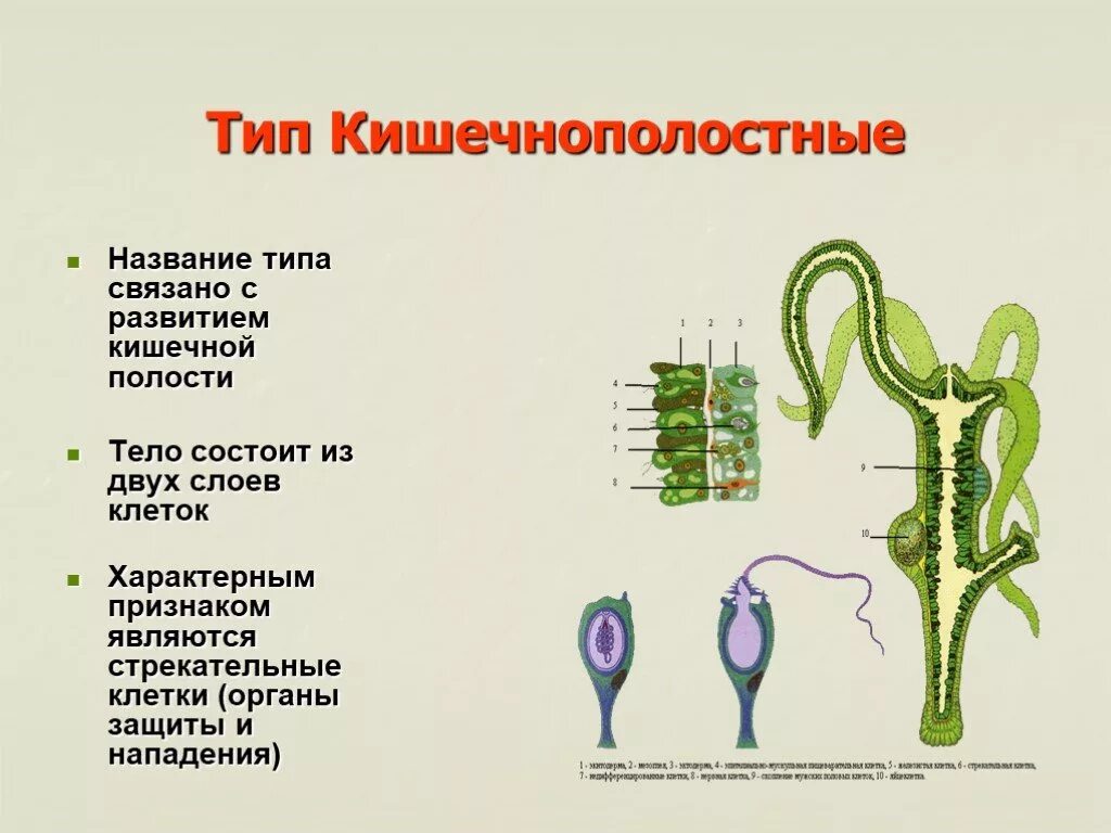 В каком слое находится стрекательная клетка. Система органов кишечнополостных червей. Тип Кишечнополостные. Стрекательные клетки. Стрекательные клетки кишечнополостных.