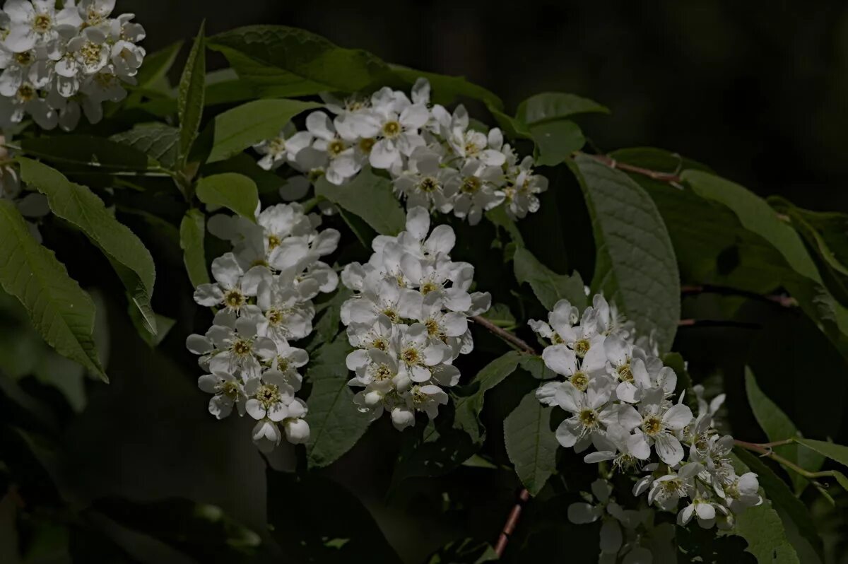 Черёмуха максимовича. Караоке расцвела черемуха. Черемуха обыкновенная plena. Черемуха. Черёмуха белая.