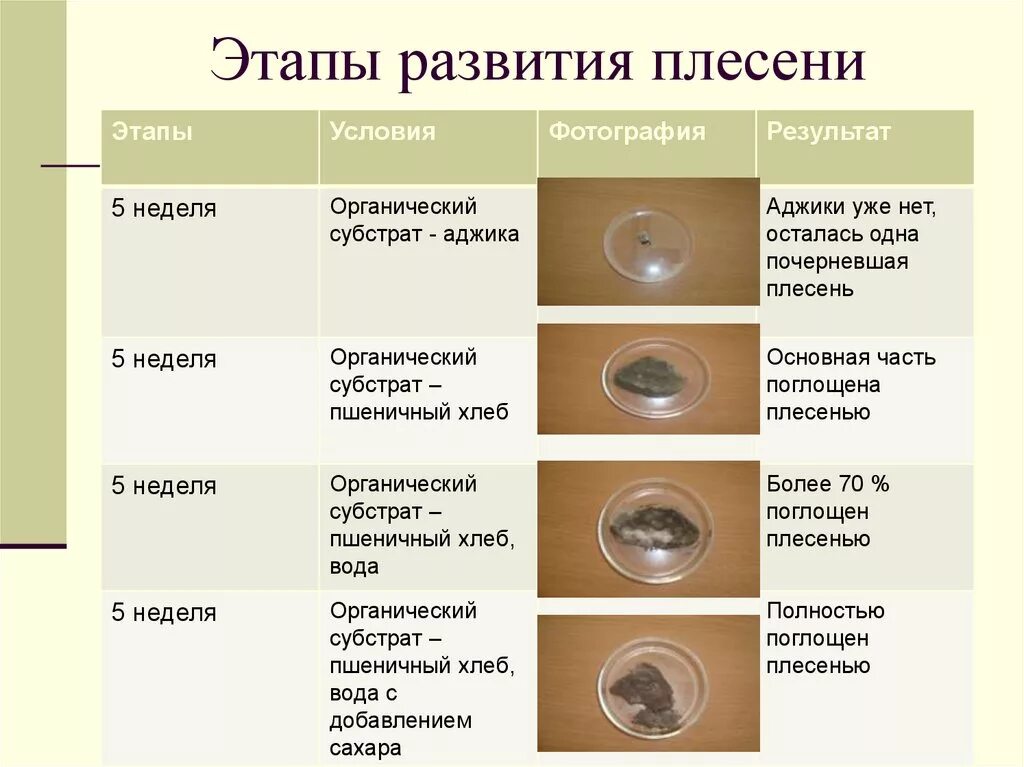 Известно что для развития плесени. Этапы развития плесени. Стадии развития плесени. Стадии развития плесени на хлебе. Этапы образования плесени.