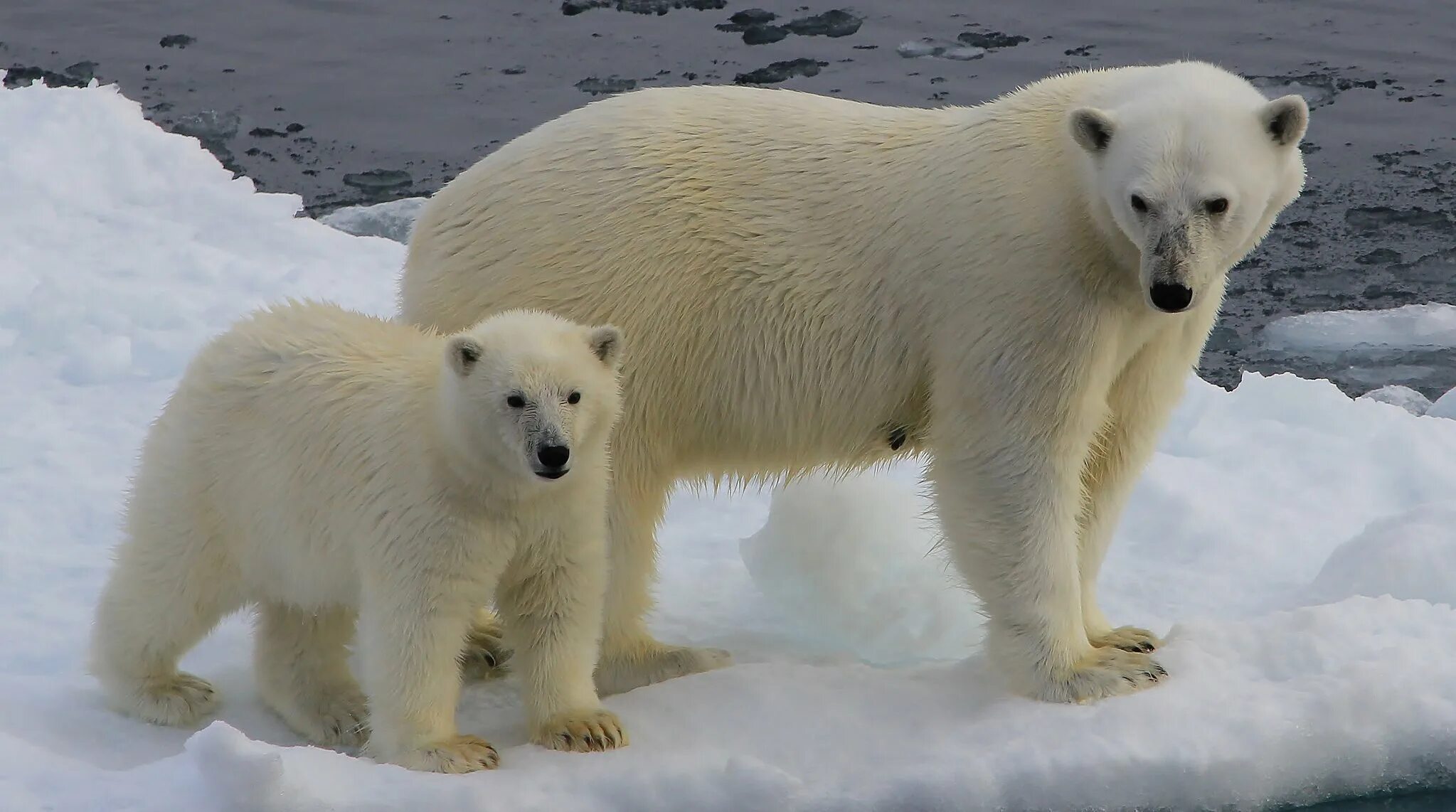 На следующей странице представлены фотографии белого медведя. Белый медведь в Северной Америке. Гренландия белые медведи. Гренландский национальный парк животные. Белый медведь Ursus maritimus.