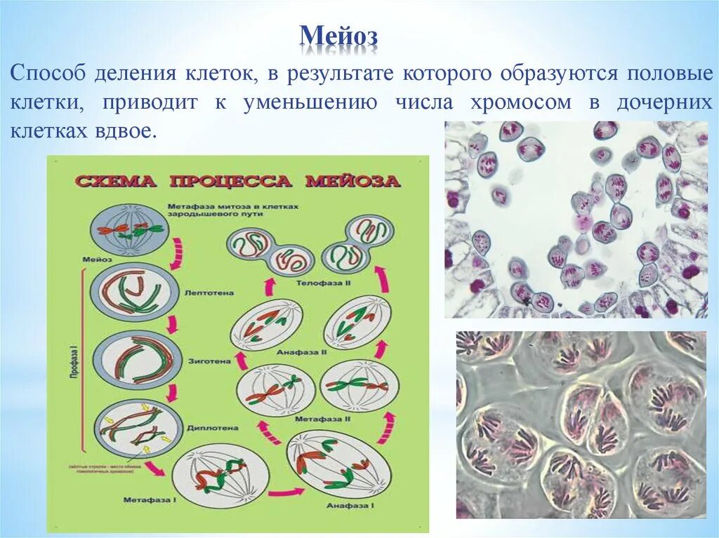 Бактерии мейоз