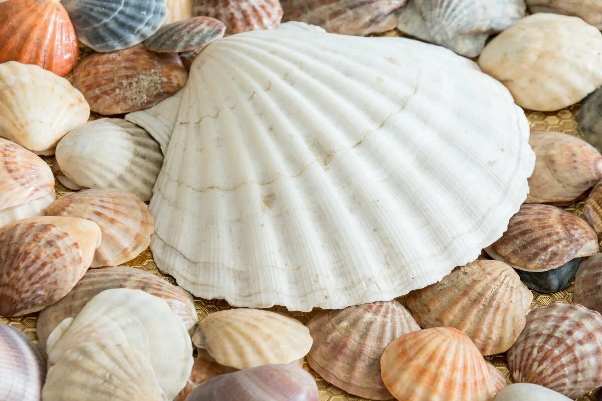 Морские фисташки моллюск. Раковина морского моллюска. Красивые морские раковины. Ракушка панцирь