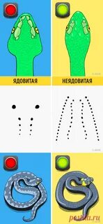 Как отличить ядовитых змей от неядовитых