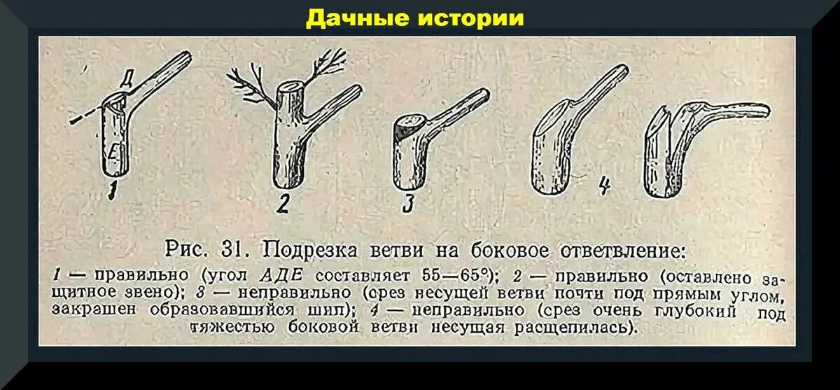 Срез на кольцо. Подрезка ветви на боковое ответвление. Срез на боковое ответвление. Обрезка на боковую ветвь. Обрезка на боковое ответвление.