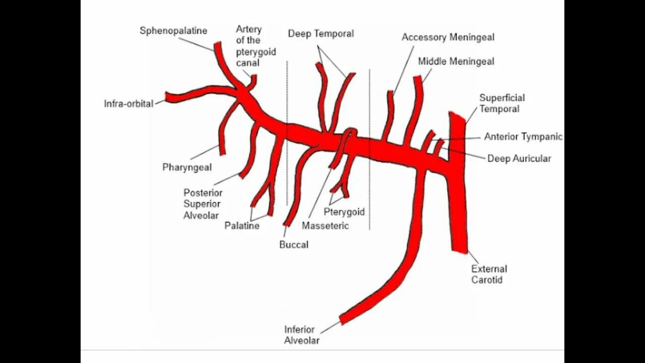 A maxillaris. Верхнечелюстная артерия ветви схема. Верхнечелюстная артерия схема. Верхнечелюстная артерия анатомия ветви. Челюстной отдел верхнечелюстной артерии.