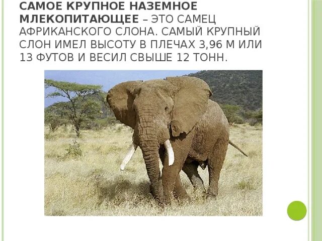 Сколько кг слона