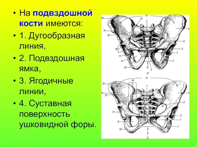 1 подвздошная кость. Таз анатомия дугообразная линия. Дугообразная линия подвздошной кости. Дудугообразные линии подвздошных костец. Дугообразная линия тазовой кости.