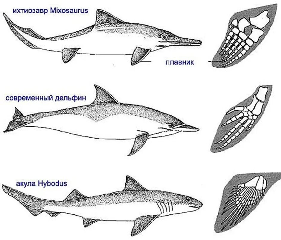 Акула ихтиозавр. Акула Ихтиозавр Дельфин. Конвергенция акула Ихтиозавр Дельфин. Конвергенция акулы, ихтиозавра, дельфина. Ласты дельфина и ихтиозавра.