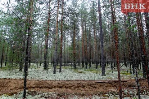 Заказник белый сыктывкар