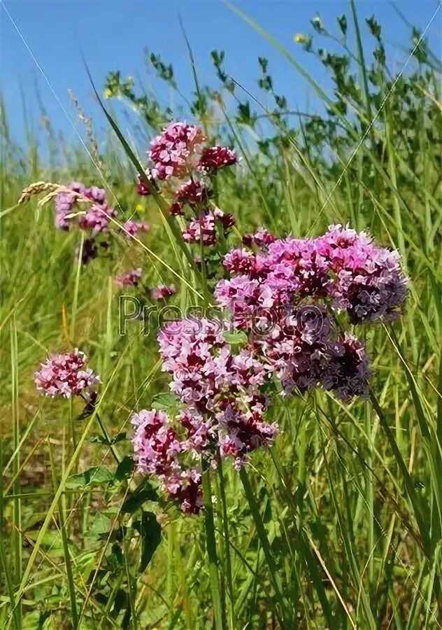 Душица календула. Душица с бабочками. зверобой и душица фото. душица в поле фото.