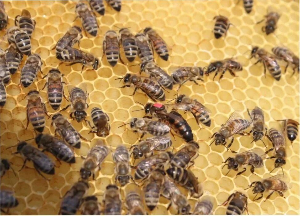Пчеломатка Карпатка. Афанасенко пчеломатки. Украинская порода пчел. Цвет пчеломатки. Купить пчел в рязанской области