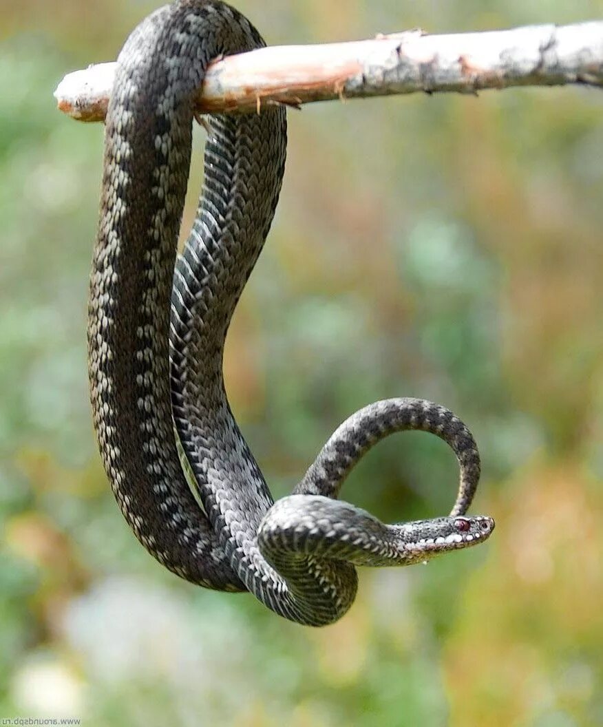 Покажи где змея. Змея гадюка. Змея гадюка обыкновенная. Обыкновенная гадюка меланист. Обыкновенная гадюка (Vipera berus).