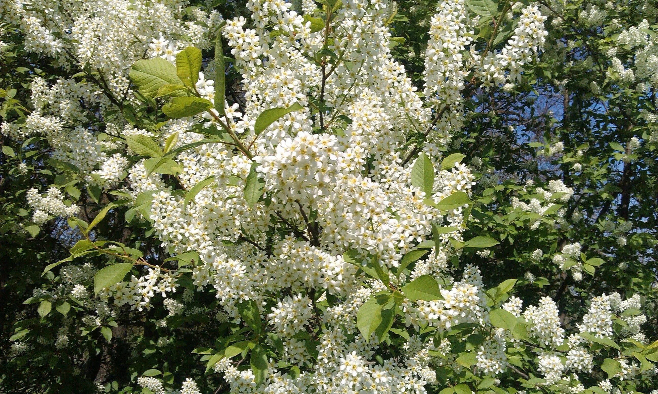 Кустарники цветущие весной белыми. Кустарники цветущие весной. кустарник цветет белыми цветами. кустарник цветущий весной белыми цветами.