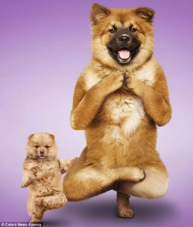 Собака йог. Прикольные позы животных. Медитация собака. Животные йоги. Йоги собака.