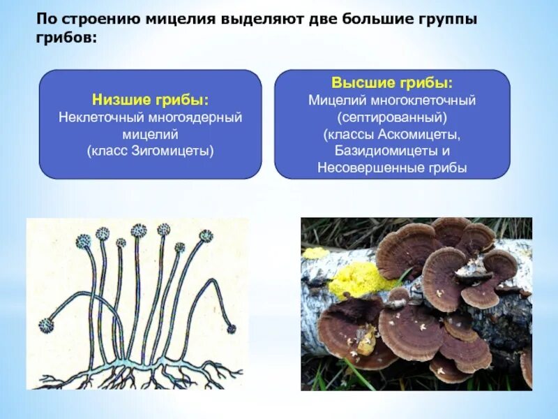 Зигомицеты мицелий. Грибы микроорганизмы строение. Низшие грибы микробиология.