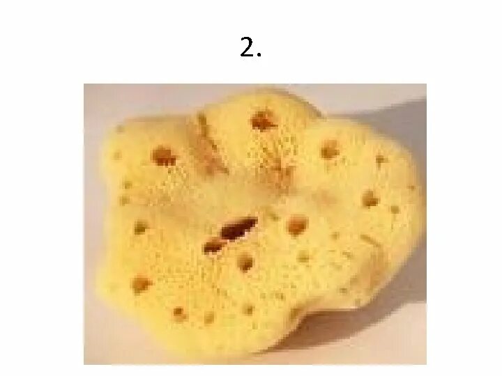 Коралл мозговик. Талетнаягубка в биологии. Туалетная губка. Похожее на губку. Морская губка сухая.