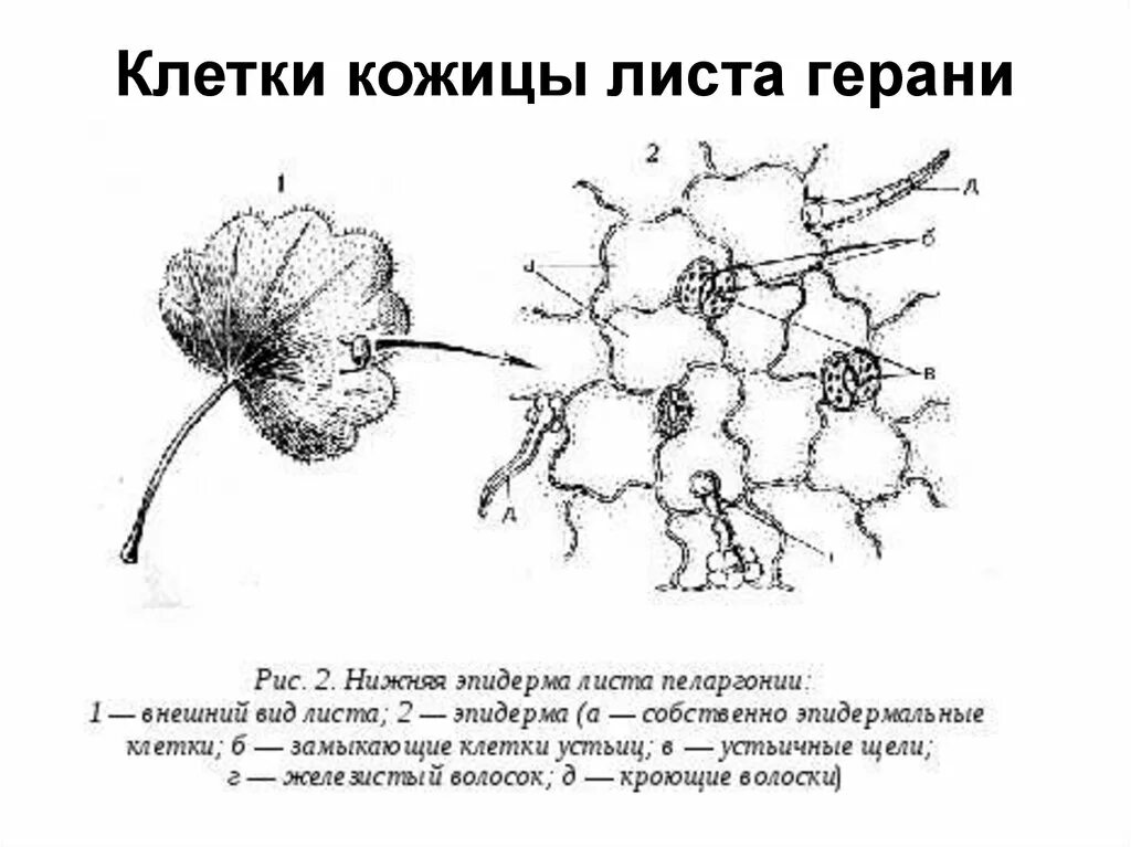 Клетка листа бегонии. Строение эпидермиса листа герани. Клетка эпидермиса листа герани. Строение листа пеларгонии. Эпидерма листа герани.