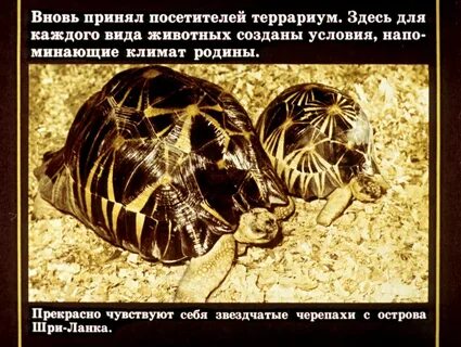 Московский зоопарк факты