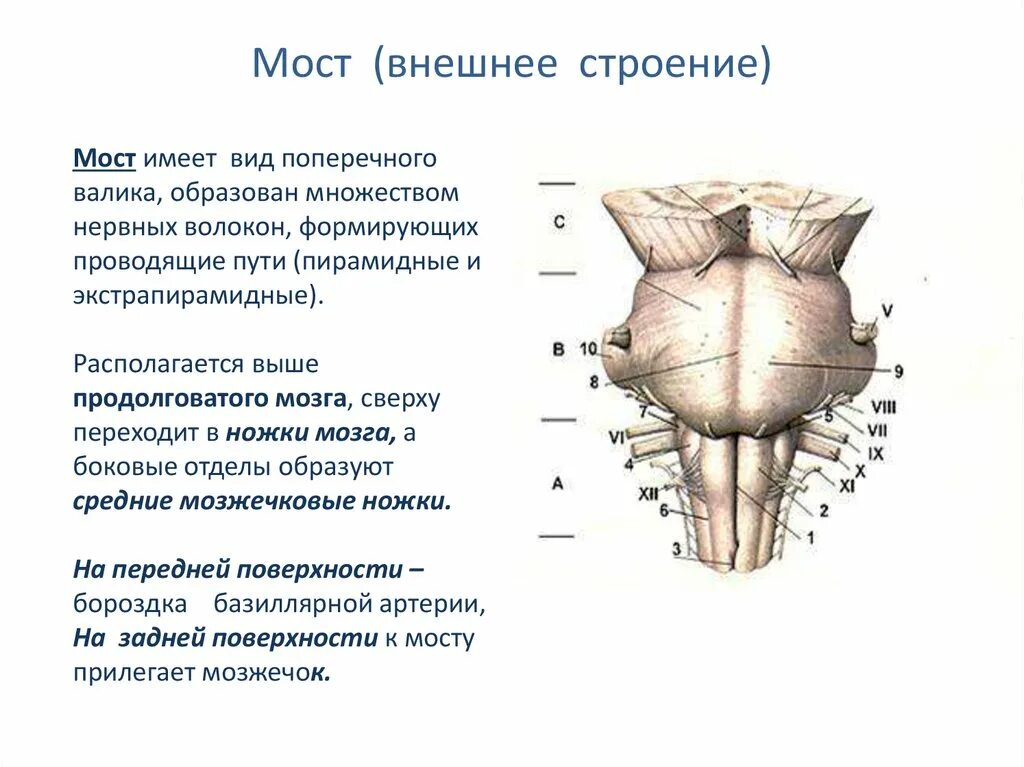 Мост структуры мозга. Строение мозга варолиев мост. Варолиев мост внешнее и внутреннее строение. Мост головного мозга внешнее строение. Структура моста в головном мозге.