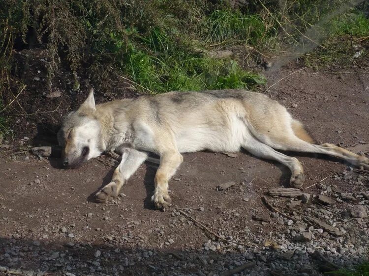 Полярный волк московский зоопарк. Ну погоди телевизор. Волк из ну погоди перебинтованный. Сломал волк. Волк припал на передние лапы.